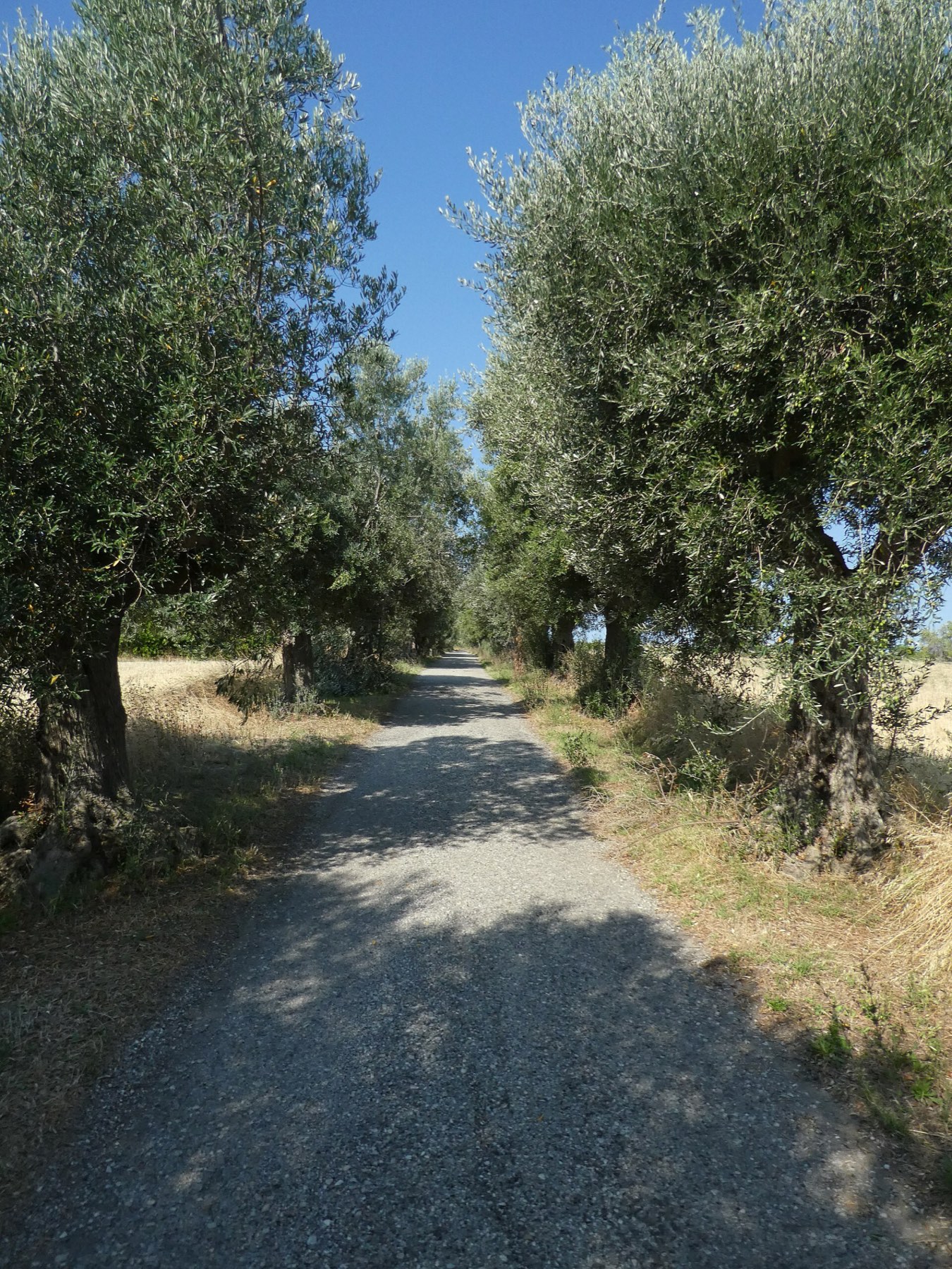 Un sentiero di ghiaia tra vecchi ulivi, in estate